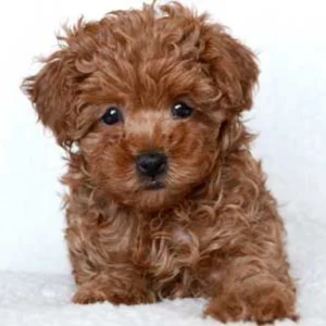 Poodle Puppy for Sale