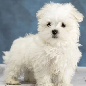Maltese Puppy for Sale