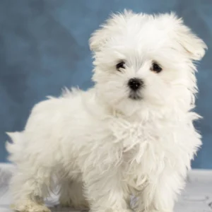 Maltese Puppy for Sale
