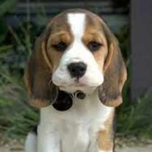 Beagle Puppy for Sale
