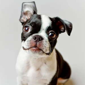 Boston Terrier Puppy for Sale