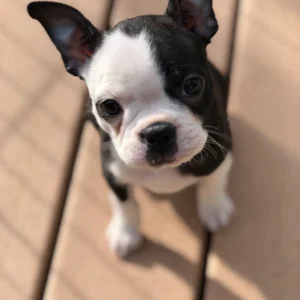Bull Terrier Puppy for Sale