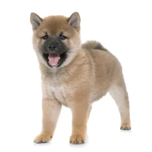 Shiba Inu Puppy for Sale