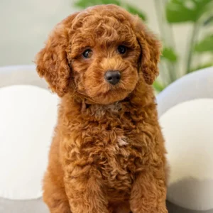 Poodle Puppy for Sale