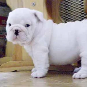 English Bulldog Puppy for Sale