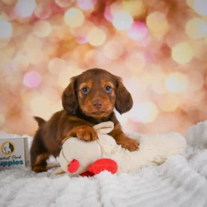Mini Dachshund Puppy for Sale