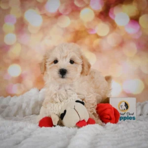 Maltese Puppy for Sale