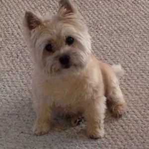 Cairn Terrier Puppy for Sale