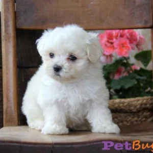 Maltese Puppy for Sale