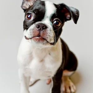 Boston Terrier Puppy for Sale