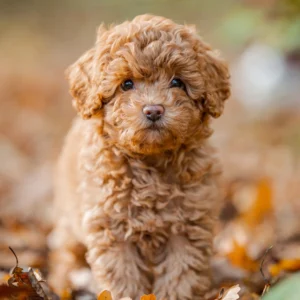 Poodle Puppy for Sale