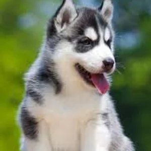 Siberian Husky Puppy for Sale