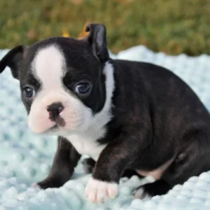 Boston Terrier Puppy for Sale