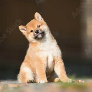 Shiba Inu Puppy for Sale