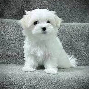 Maltese Puppy for Sale