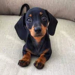 Dachshund Puppy for Sale