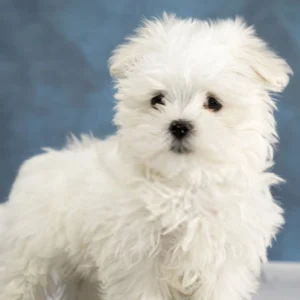 Maltese Puppy for Sale