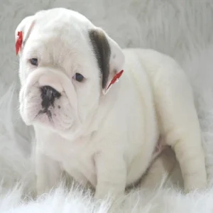 English Bulldog Puppy for Sale
