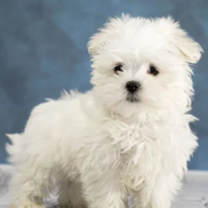 Maltese Puppy for Sale