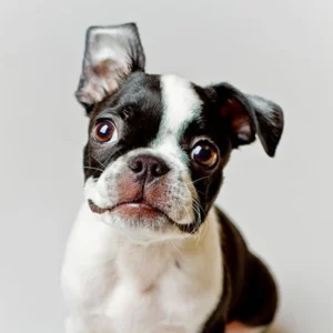 Boston Terrier Puppy for Sale