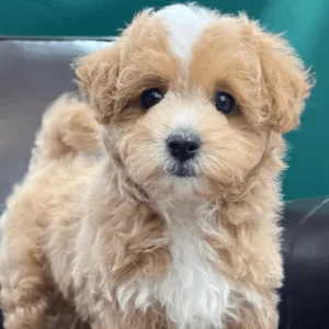 F1b Maltipoo Puppy for Sale