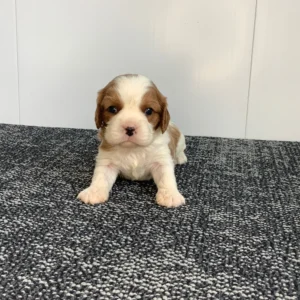 Shih Tzu Puppy for Sale