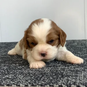 Maltese Puppy for Sale