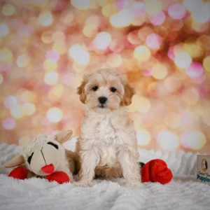 Maltese Puppy for Sale