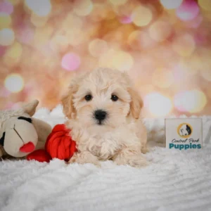 Maltese Puppy for Sale