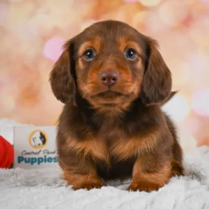 Dachshund Puppy for Sale