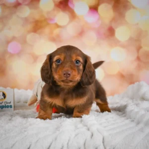 Dachshund Puppy for Sale