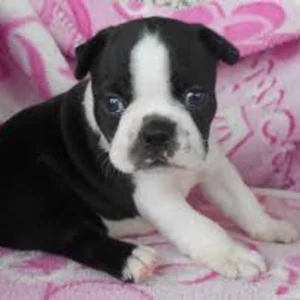 Boston Terrier Puppy for Sale