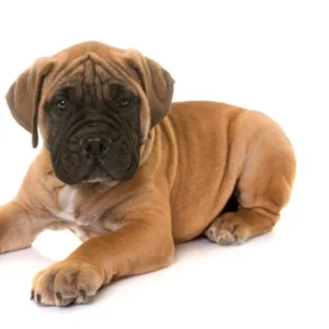 Test Breed Puppy for Sale