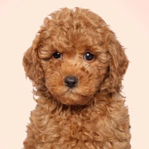 Miniature Poodle Puppy for Sale