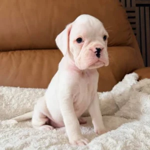 Boxer Puppy for Sale