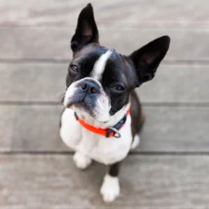 Boston Terrier Puppy for Sale