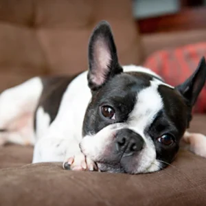 Boston Terrier Puppy for Sale
