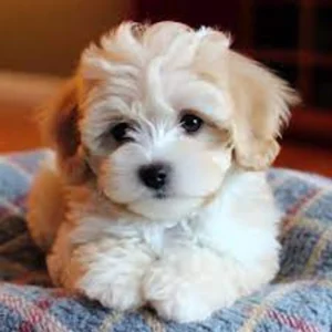 F1b Maltipoo Puppy for Sale