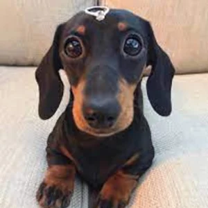 Dachshund Puppy for Sale
