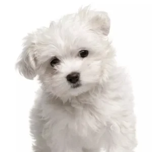 Maltese Puppy for Sale