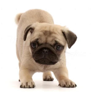 Pug Puppy for Sale
