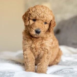 Golden Retriever Puppy for Sale