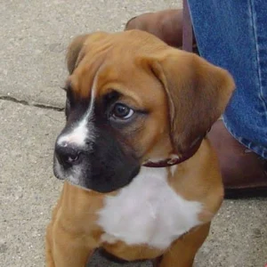 Boxer Puppy for Sale
