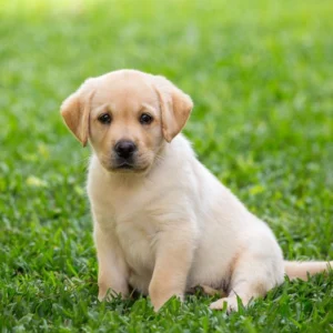 Golden Retriever Puppy for Sale