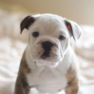 English Bulldog Puppy for Sale