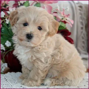 F1b Maltipoo Puppy for Sale