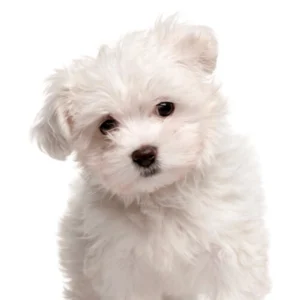 Maltese Puppy for Sale