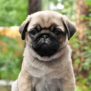 Pug Puppy for Sale